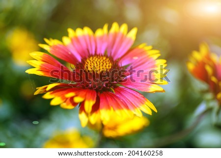 Gaillardia (Blanket Flower) in bloom, outdoors