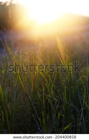 Landscape, sunny dawn in field