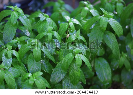 Peppermint plant