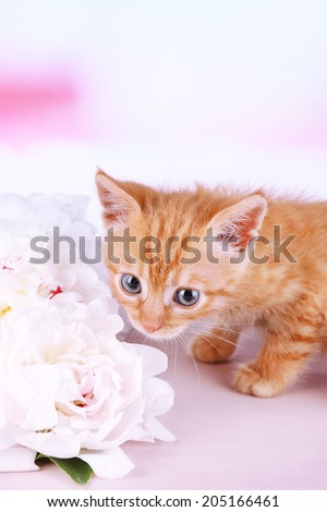 Cute little red kitten and bouquet of white flowers on light background