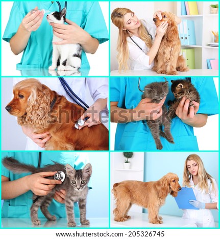 Collage of pets at vet