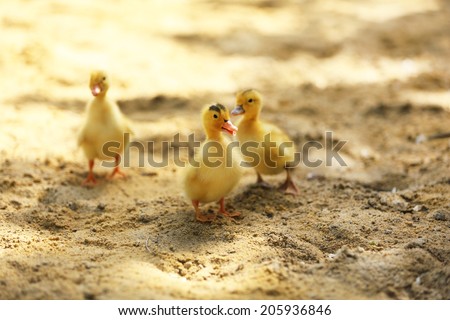 Little cute ducklings on sand, outdoors