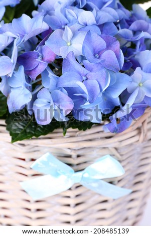Hydrangea in basket close-up