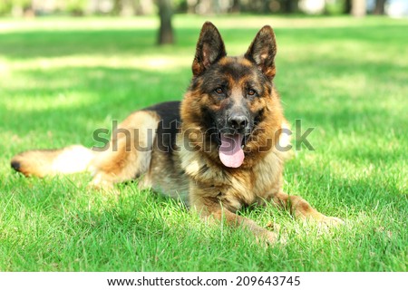 Funny cute dog in park