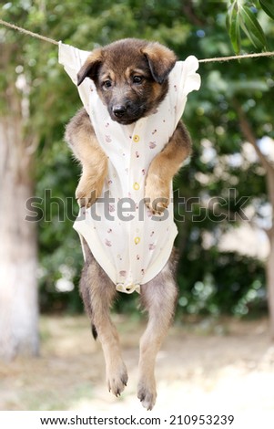 Puppy dressed in clothes for children and hung on the rope with clothes-pegs outdoor