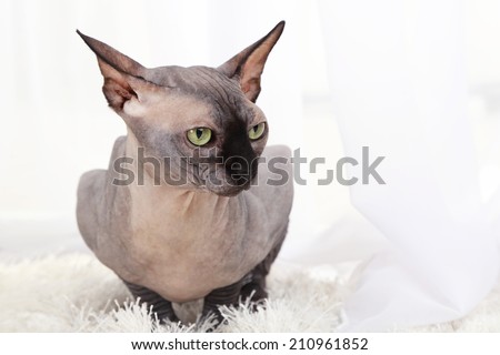 Beautiful gray sphinx cat on carpet in room