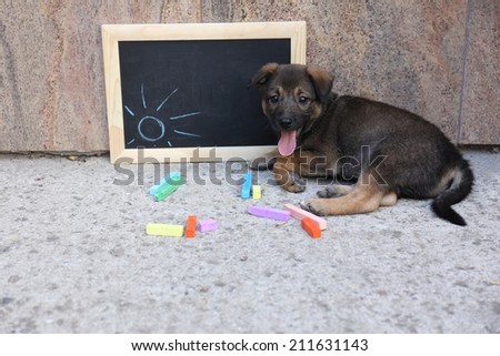 Puppy and blackboard and chalk on floor
