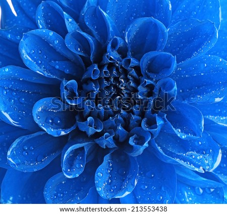 Beautiful blue flower close-up