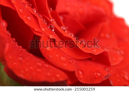 Water drops on rose petals, close-up