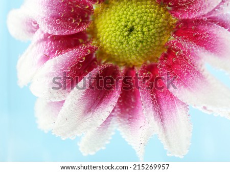 Beautiful flower in sparkling water on blue background, close-up