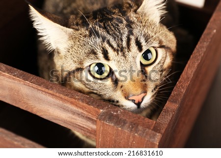 Grey cat in wooden box closeup