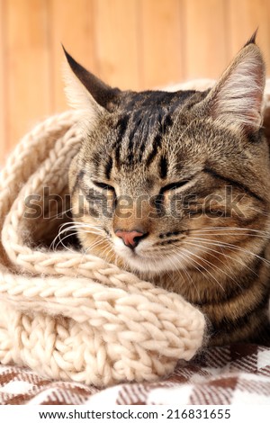 Grey cat wrapped in knitted scarf on wooden wall background