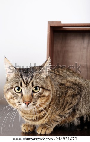 Grey cat in wooden box isolated on white