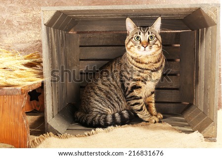 Grey cat in wooden box