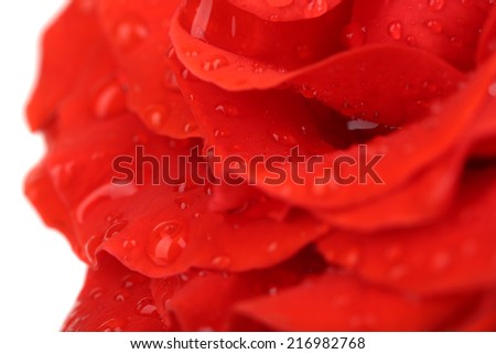 Water drops on rose petals, close-up