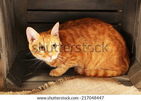 Red cat in wooden box