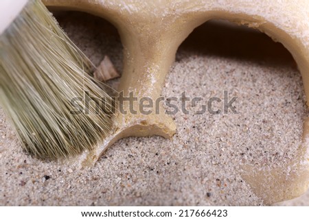 Human skull in sand and brush closeup