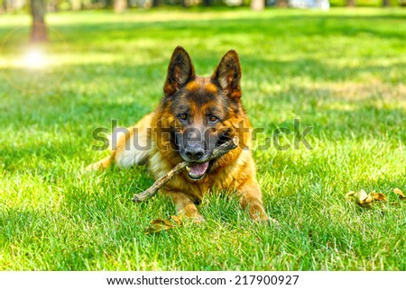 Funny cute dog at park