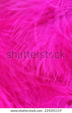 Colorful feather, close-up