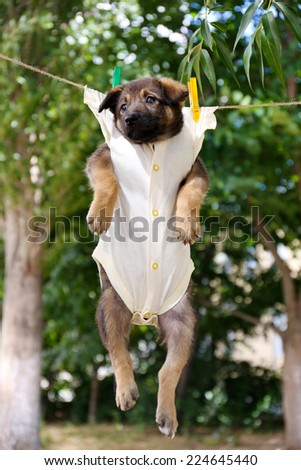 Puppy dressed in clothes for children and hung on the rope with clothes-pegs outdoor