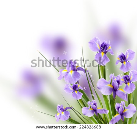 Beautiful iris flower on light background