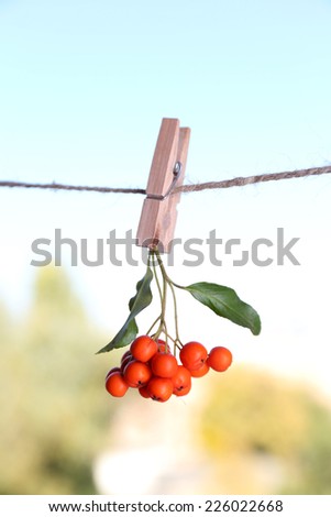 Ashberry branch hanging on rope on natural background