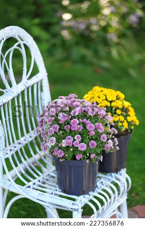 Yellow and lilac flowers in pots on wicker chair on garden background
