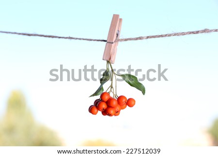 Ashberry branch hanging on rope on natural background