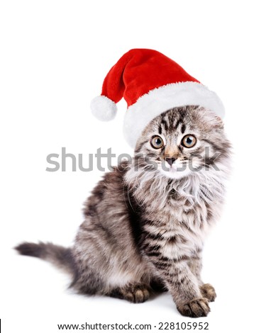 Beautiful kitten in Santa Claus hat isolated on white