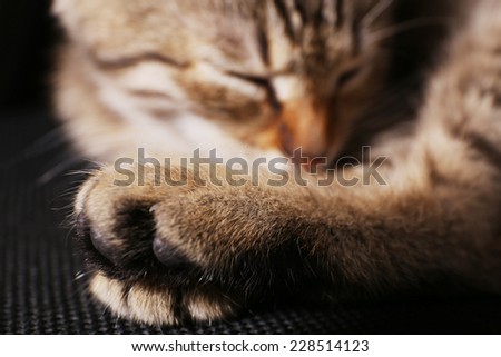 Sleeping kitten closeup