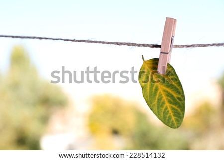 Leaf hanging on rope on natural background