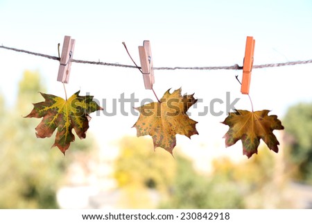 Leaves hanging on rope on natural background