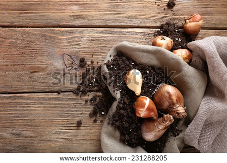 Flower bulbs and soil on sackcloth napkin on wooden table on wooden wall background