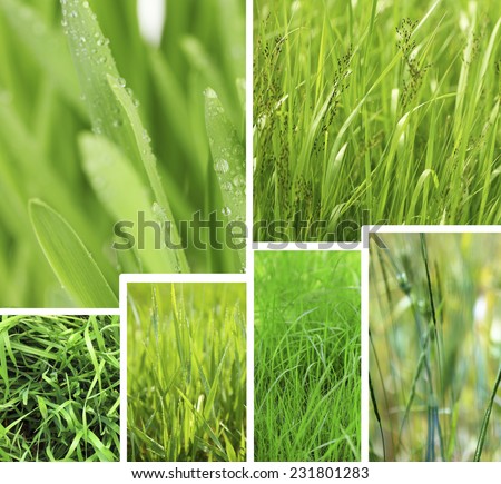 Nature collage. Macro grass with water drops