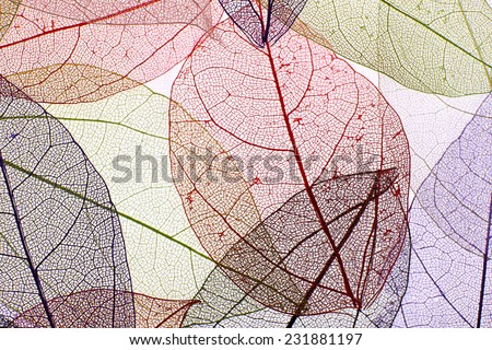 Decorative skeleton leaves background