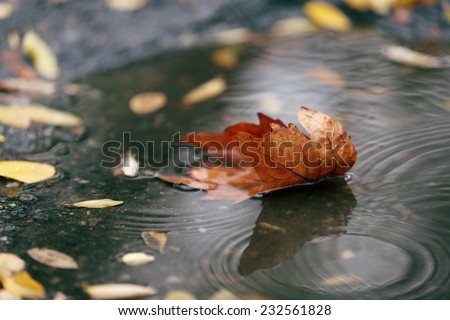 Autumn leaf in puddle