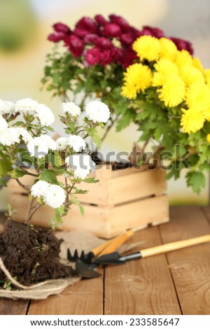 Rustic table with flowers, pots, potting soil, watering can and plants on bright background. Planting flowers concept