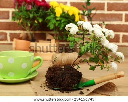 Flowers in pot, potting soil, watering can and plants on bricks background. Planting flowers concept
