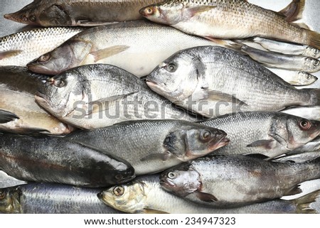Fresh catch of fish close-up