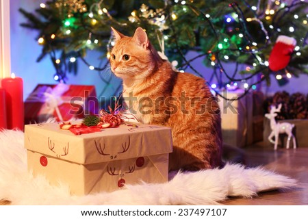 Red cat with Christmas gift