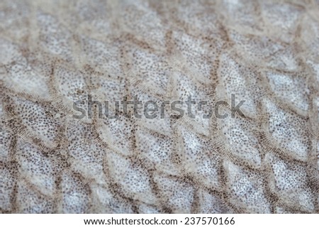 Fish scales close-up (macro)