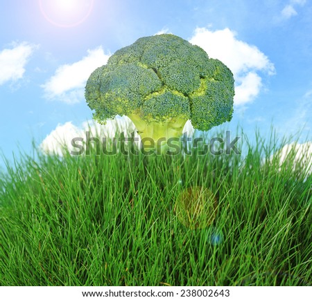 Tree of broccoli.Fantasy landscape
