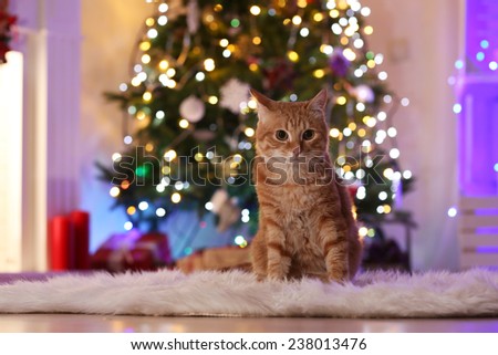 Red cat at home in Christmas time