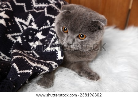 Lovely British cat wrapped in plaid on fur rug on wooden background