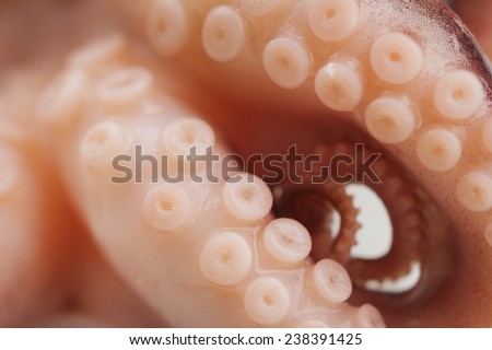 Close-up of Octopus tentacle with suckers (macro)