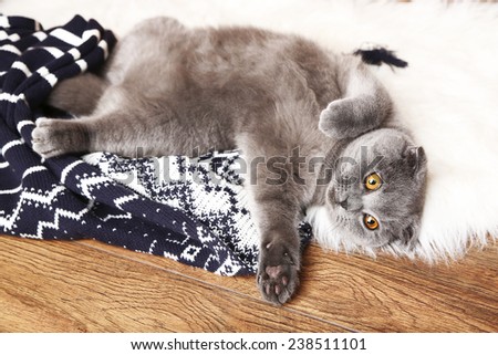 British short hair cat lying on fur rug with plaid on wooden background