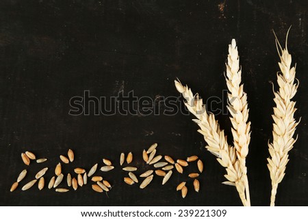 Spikelets and grains of wheat on black wooden background