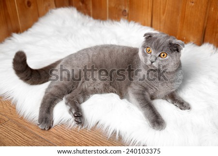 British short hair cat lying on fur rug on wooden background