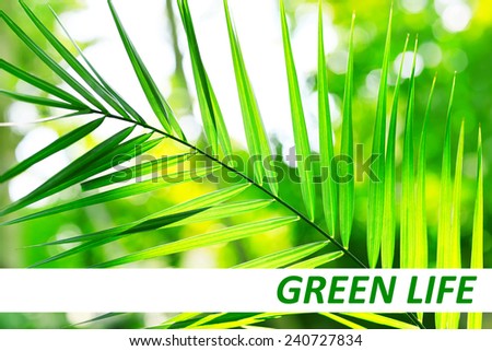 Palm leaves close-up, Green Life concept