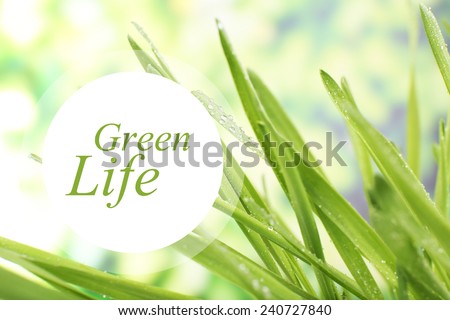 Fresh grass with dew drops, Green Life concept